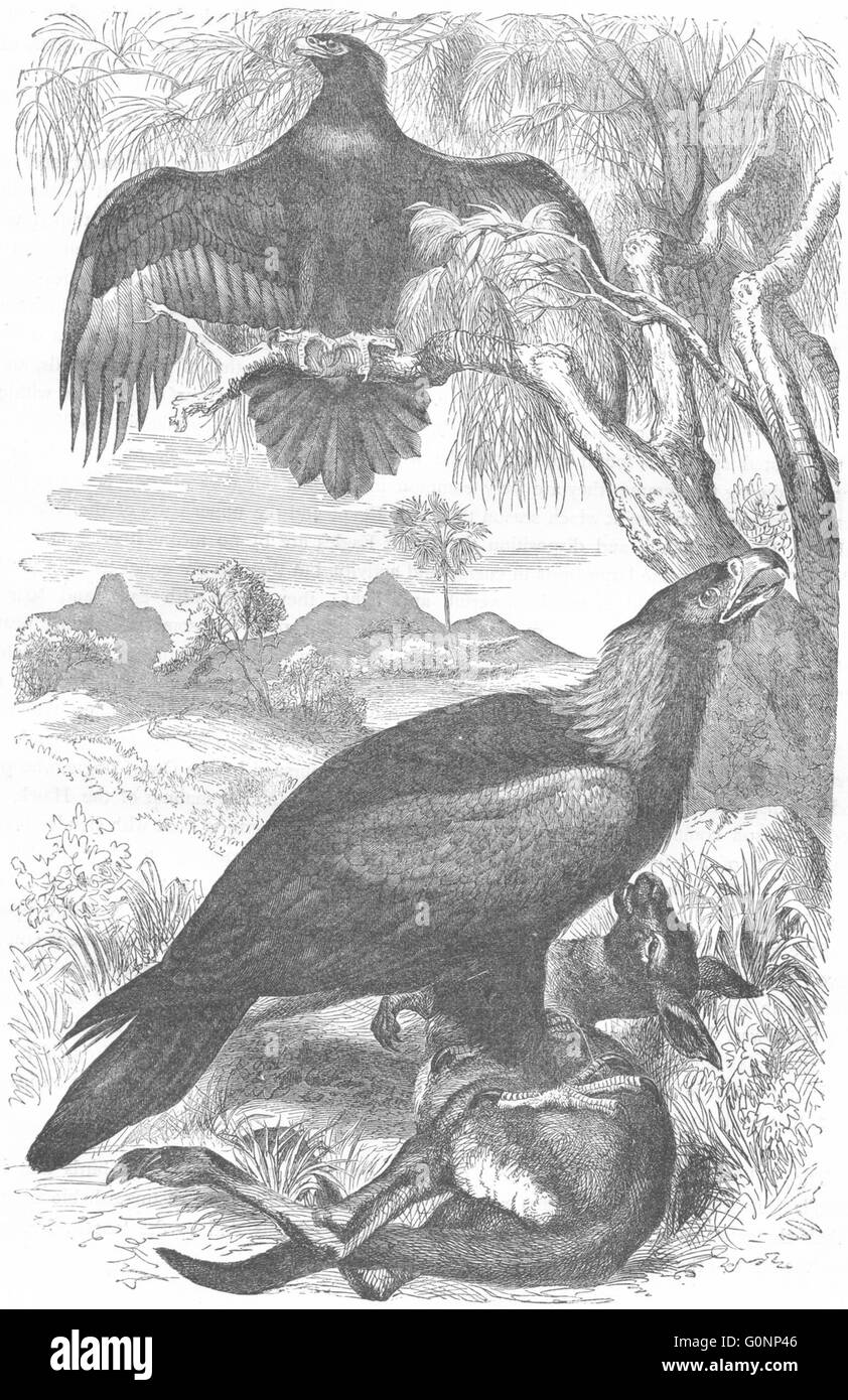 Vögel: Fangbeine: Eagle: kühne Wedge-Tailed, antike print c1870 Stockfoto