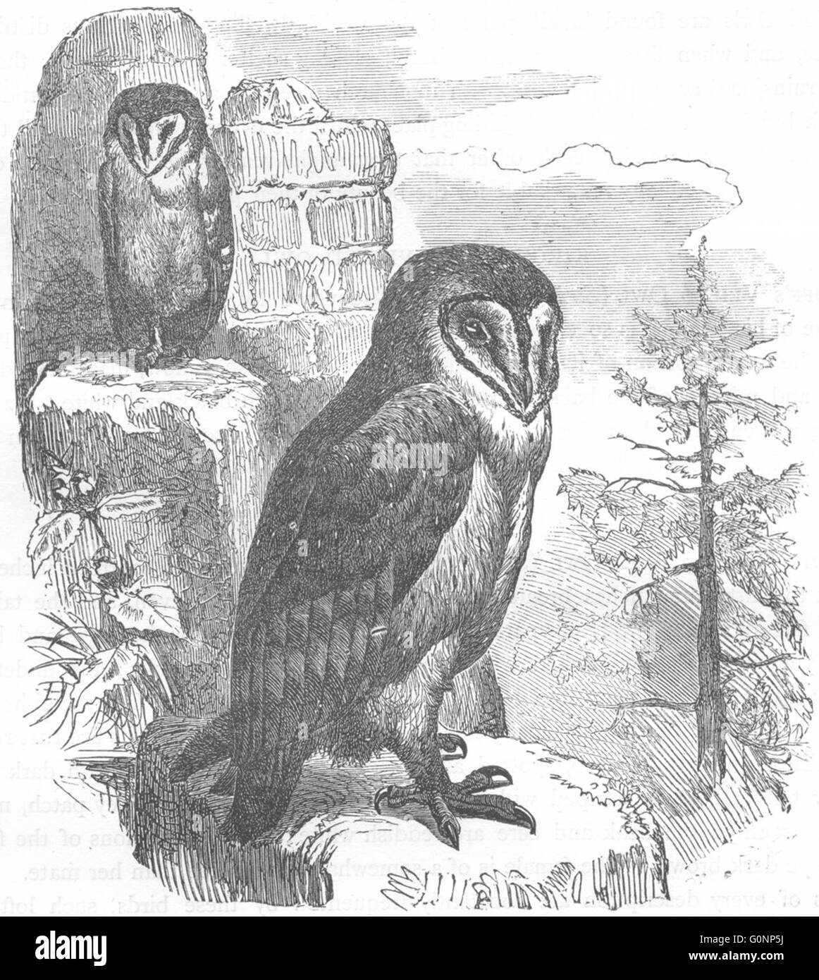 Vögel: Owl: nächtliche: Scheune, antiken print c1870 Stockfoto