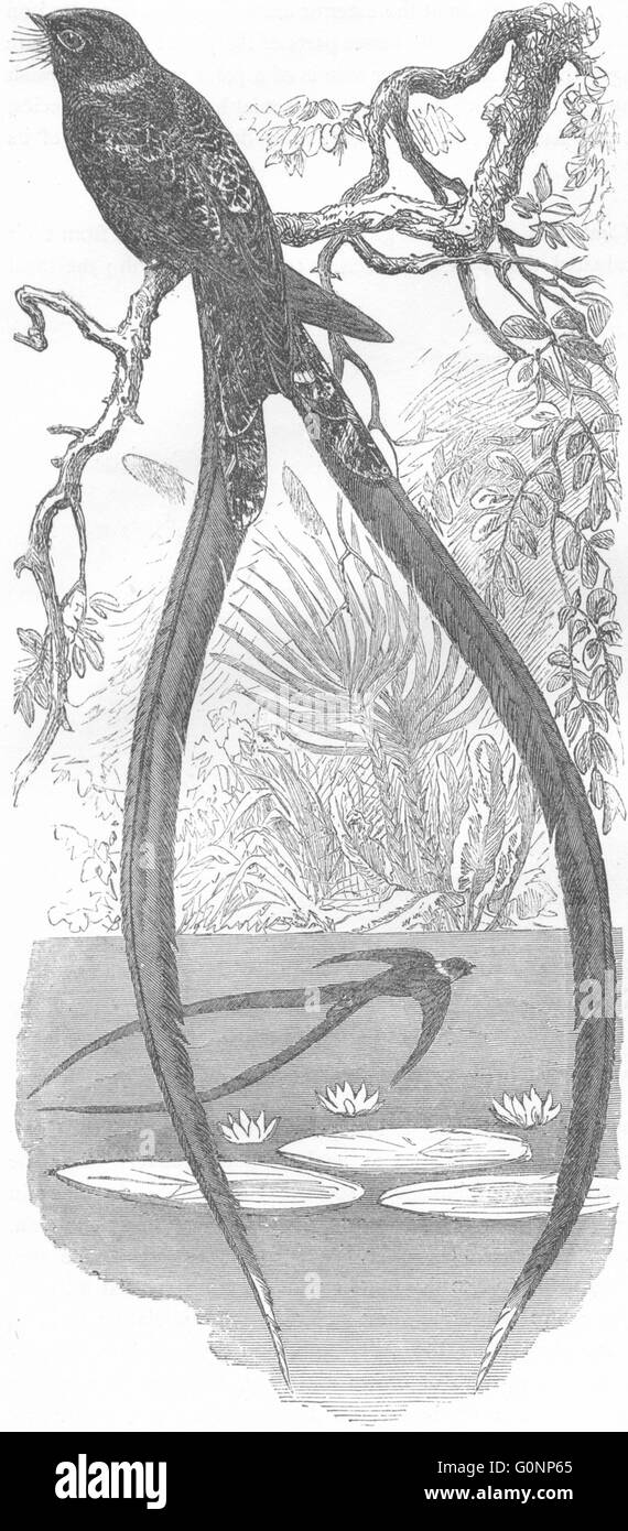 Loch: Nacht Jar Goatsucker: Lyra-Tailed, antike print c1870 Stockfoto