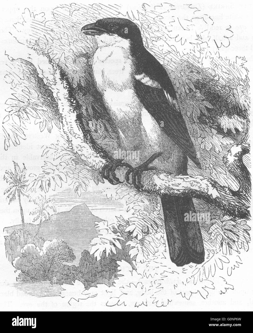Vögel: Singen: Zahn-Schnabel: Flute Shrike, antiken print c1870 Stockfoto