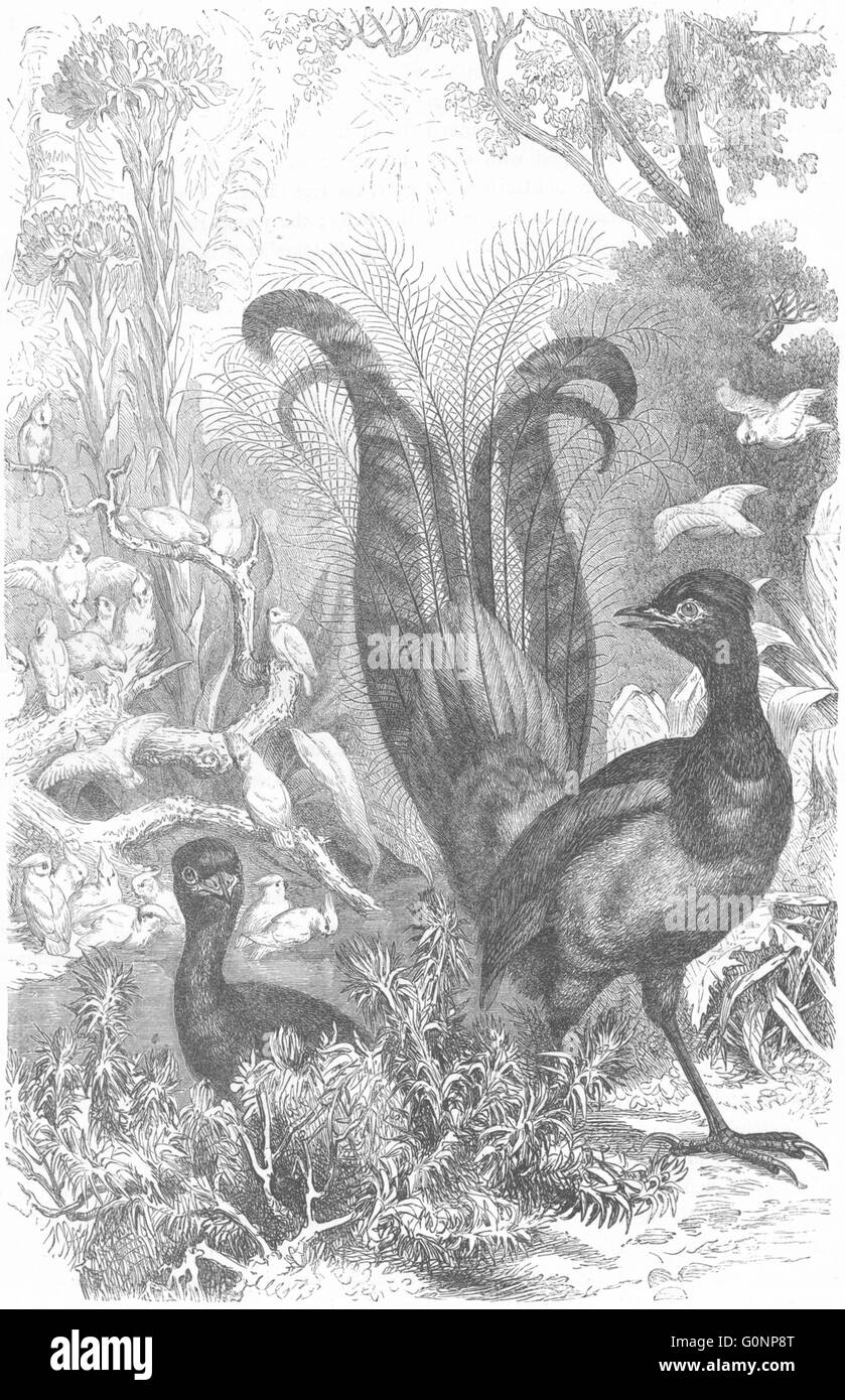 Vögel: Singen: Lyra Vogel, antiken print c1870 Stockfoto