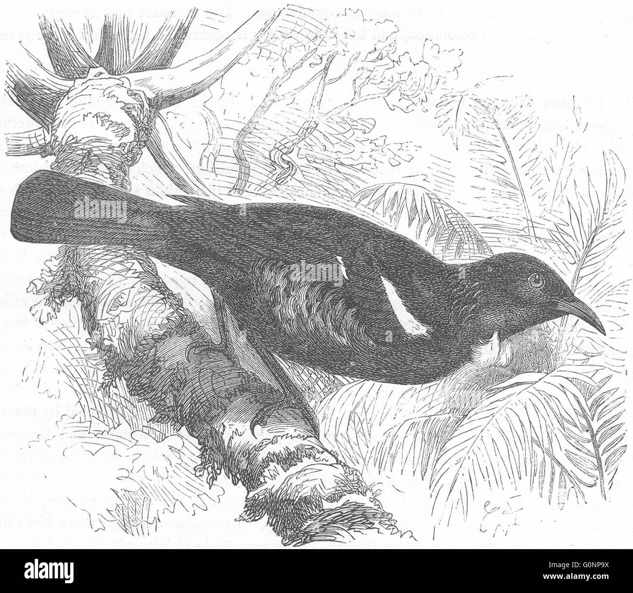 Vögel: Searcher: Kletterer: Poe, Tui, antique print c1870 Stockfoto