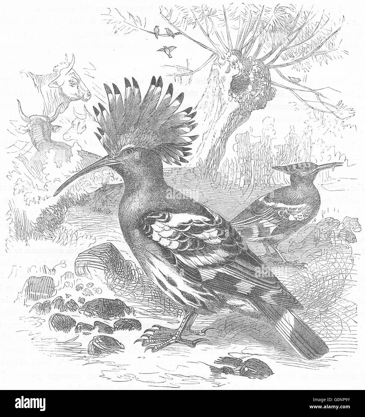 Vögel: Searcher: Baumkletterer: Wiedehopf, antiken print c1870 Stockfoto