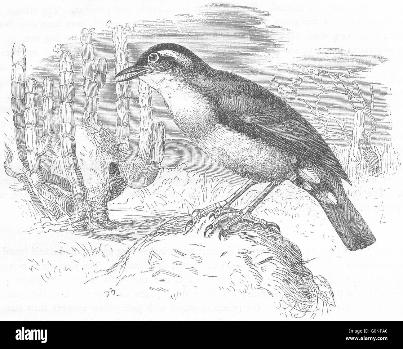 Vögel: Searcher: Baumkletterer: Red Ofen Bird, antiken print c1870 Stockfoto