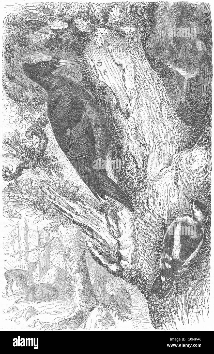 Sucher: Baumkletterer: Europäische Schwarzspecht, antiken print c1870 Stockfoto