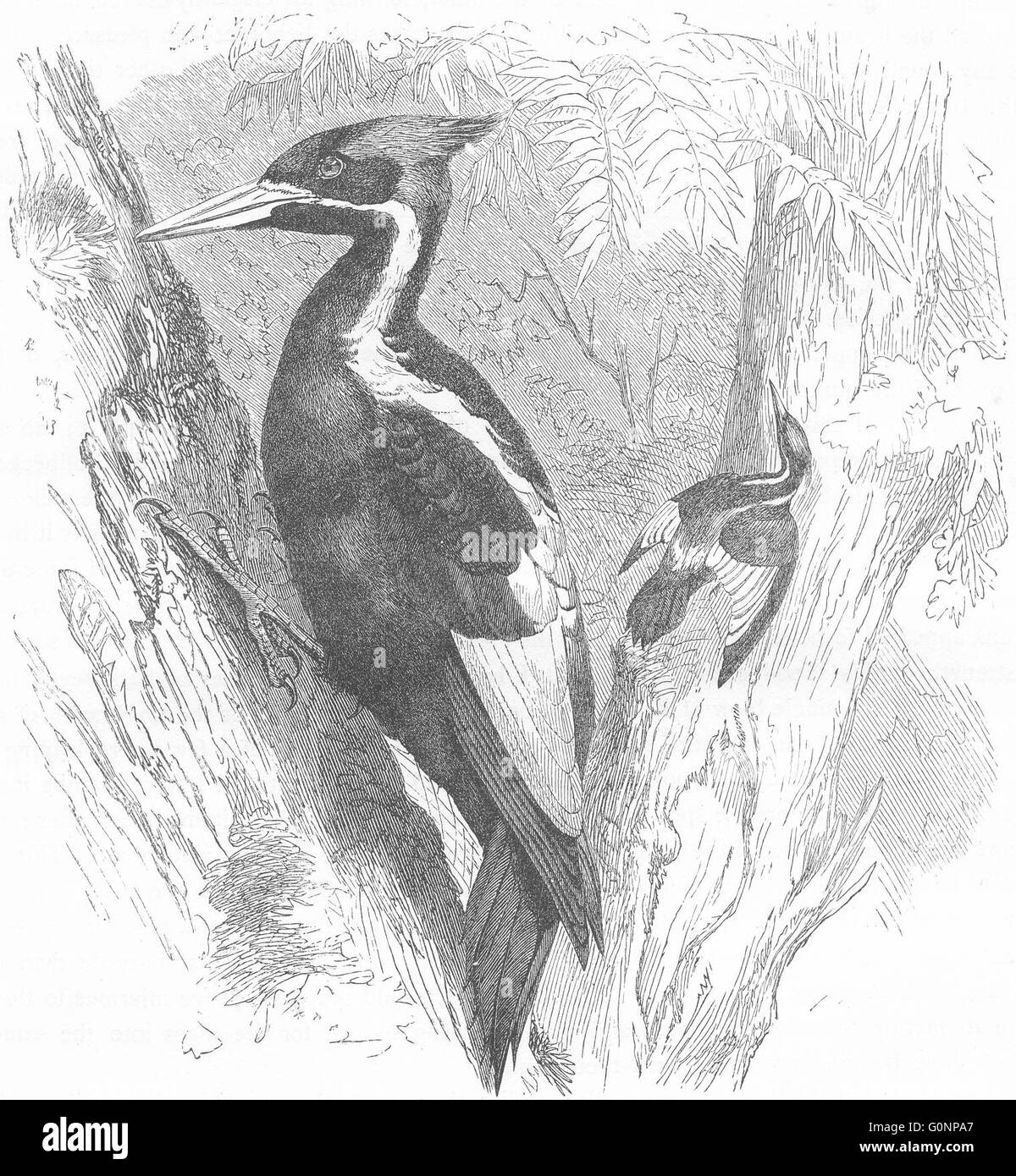 Sucher: Baumkletterer: Elfenbein – abgerechnet Specht, antiken print c1870 Stockfoto