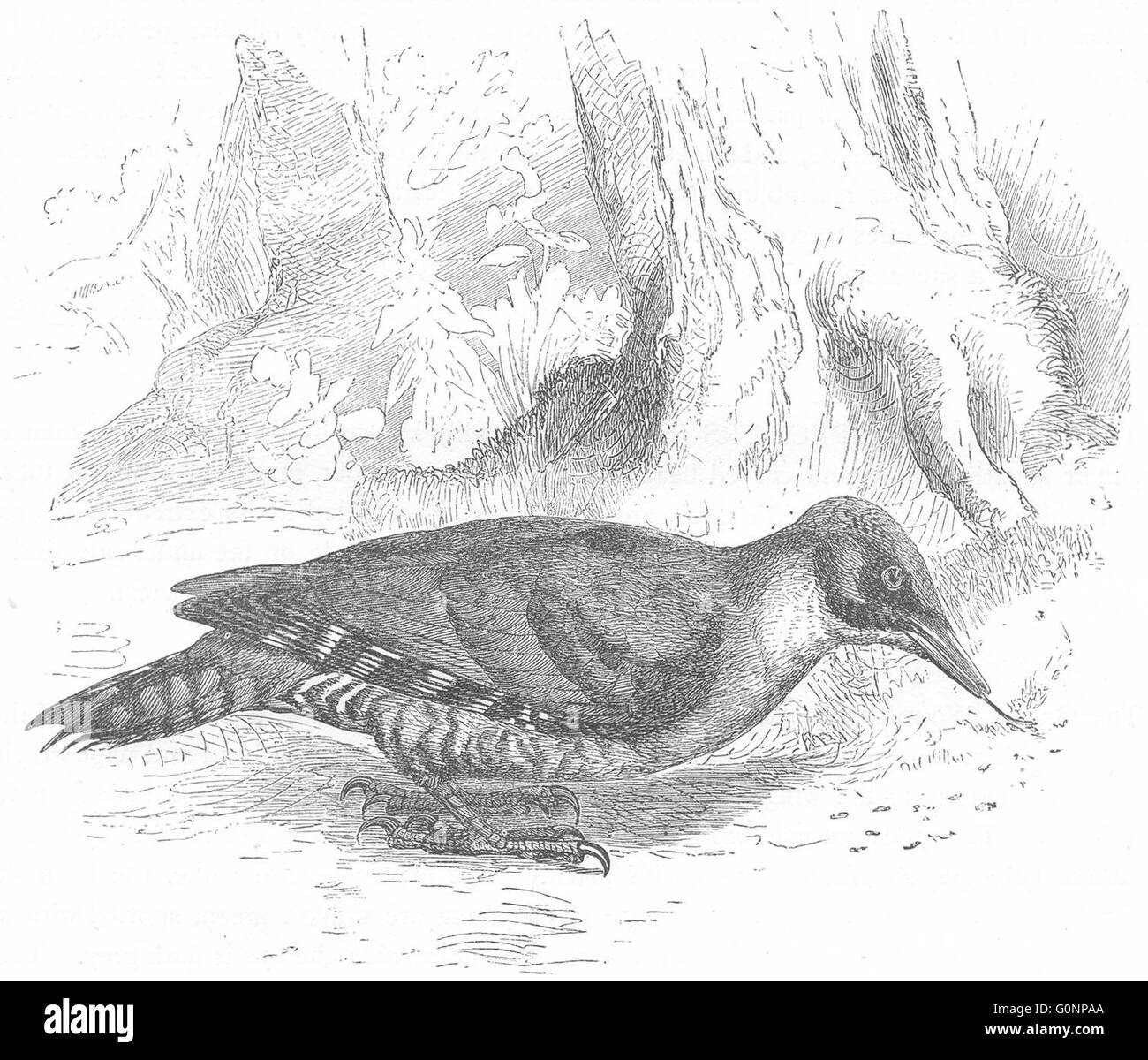 Vögel: Searcher: Baumkletterer: Grünspecht, antiken print c1870 Stockfoto