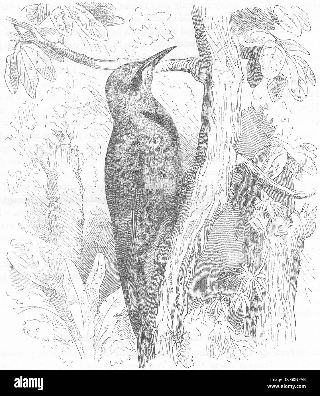 Sucher: Baumkletterer: Golden-winged Specht, antiken print c1870 Stockfoto