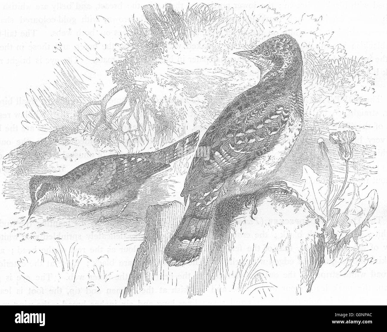 Vögel: Searcher: Baumkletterer: trockenen Hals, antiken print c1870 Stockfoto