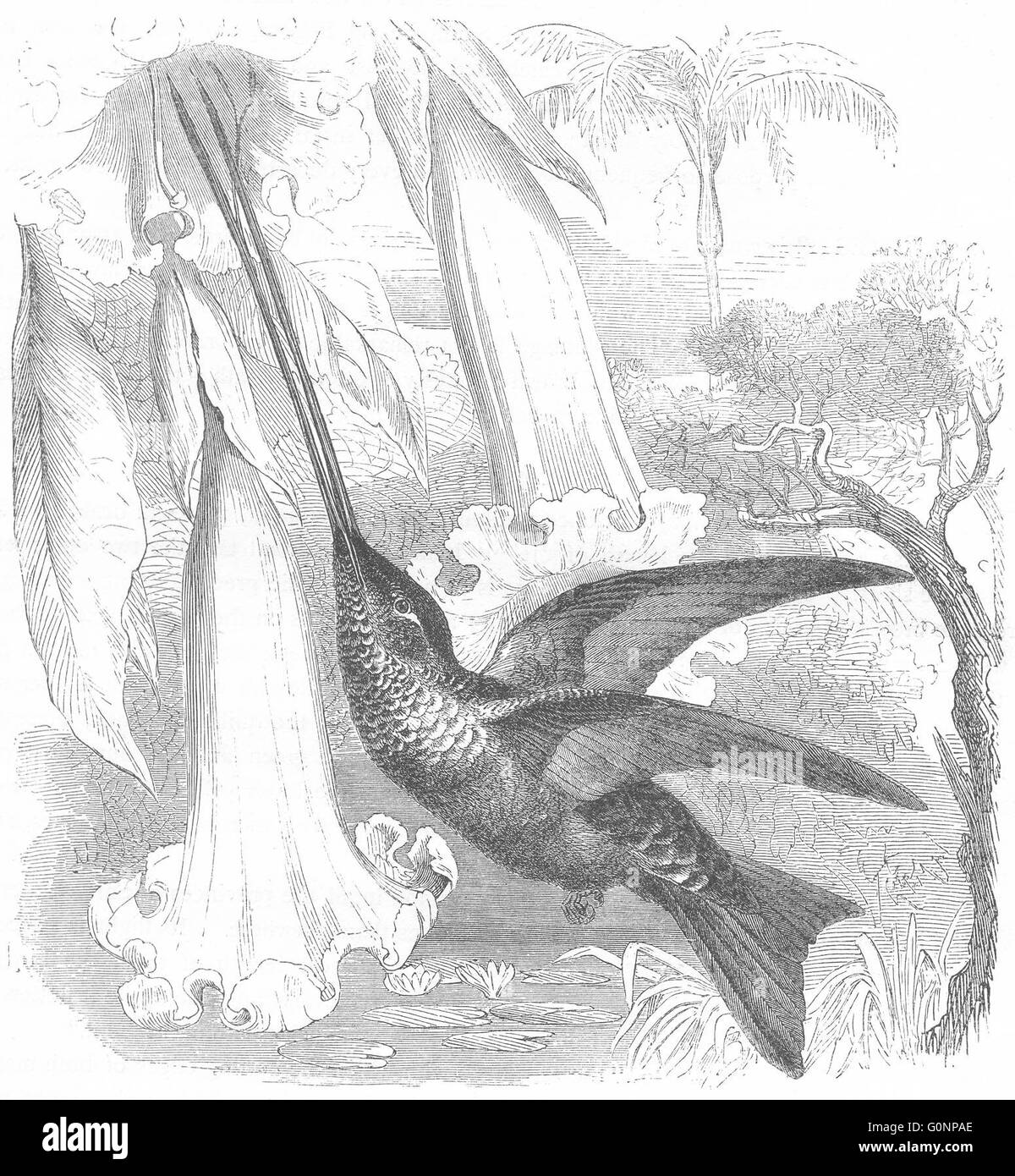 Vögel: Searcher: Hummingbird: Schwert-Bill, antiken print c1870 Stockfoto