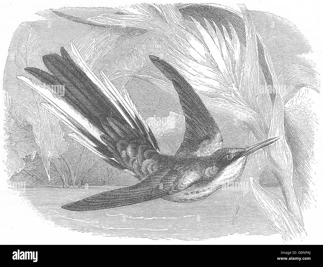 Vögel: Searcher: Hummingbird: brasilianische Fee, antiken print c1870 Stockfoto