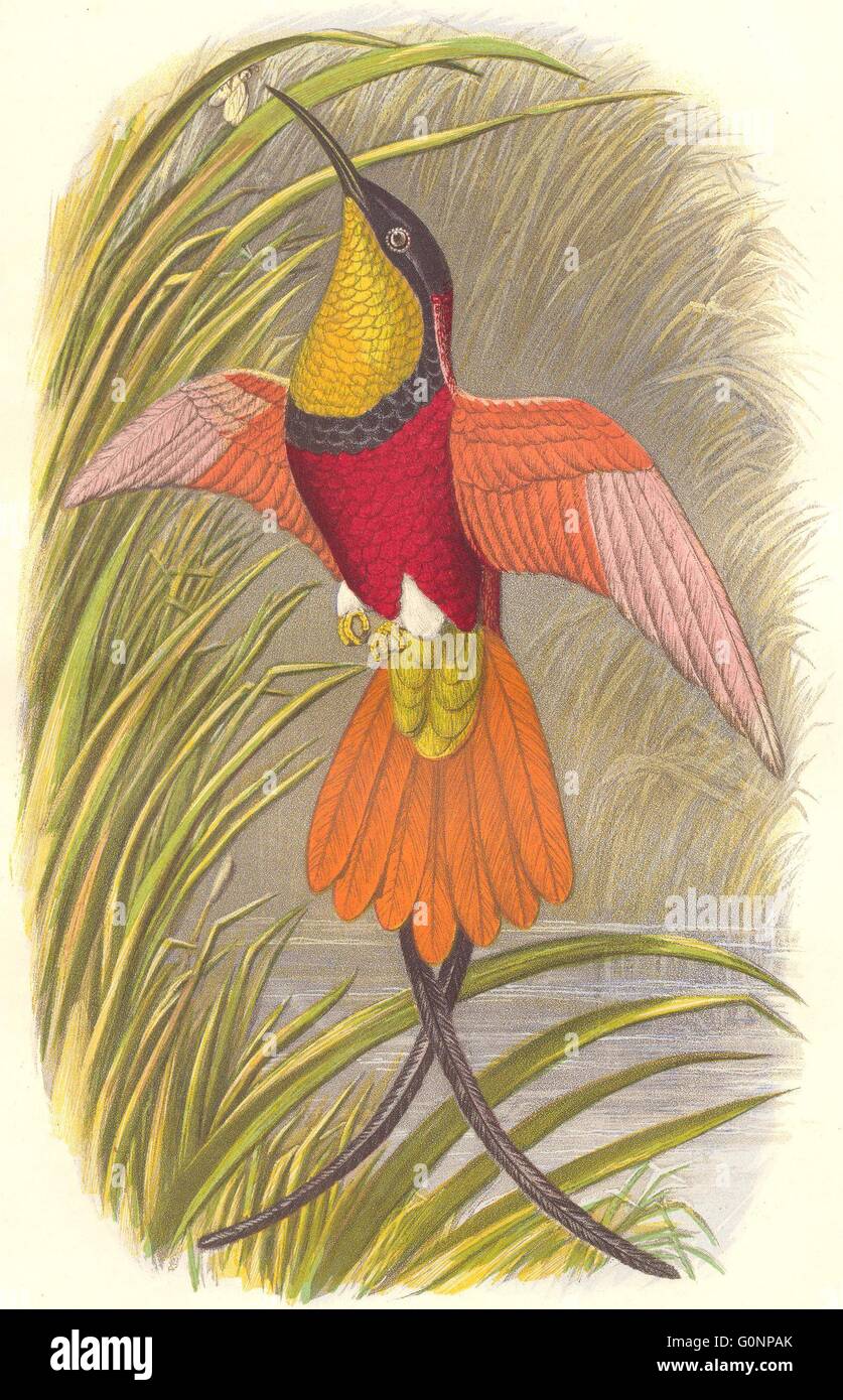 Vögel: Searcher: Hummingbird: Crimson Topaz(Life), antike print c1870 Stockfoto