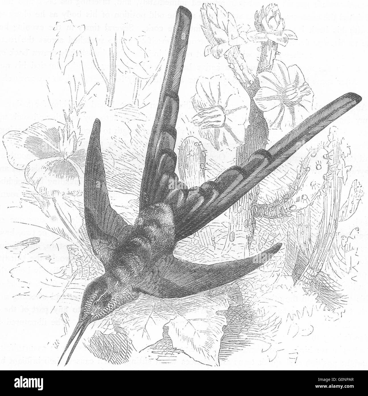 Vögel: Searcher: Hummingbird: Sappho Comet, antiken print c1870 Stockfoto