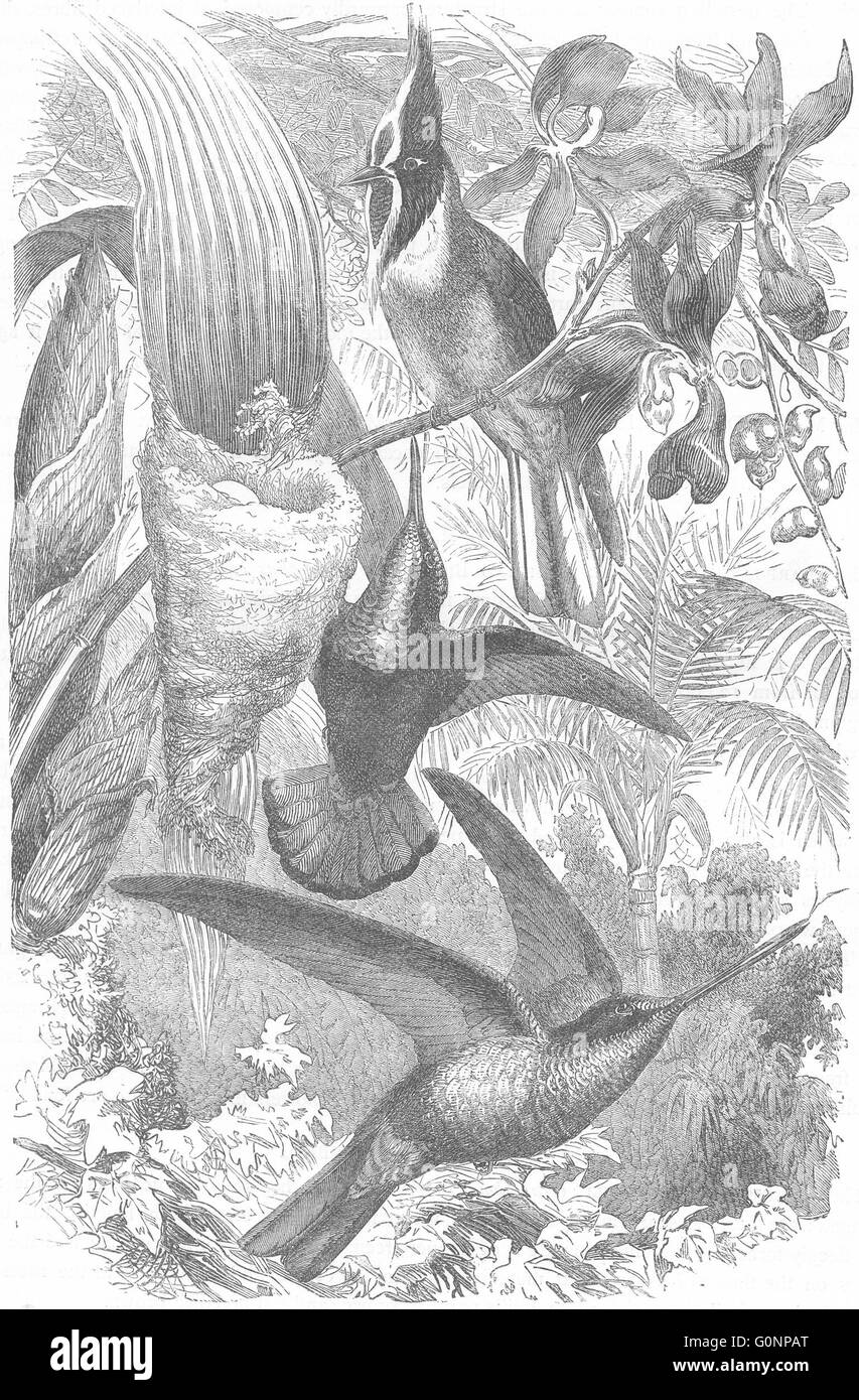 Vögel: Searcher: Hummingbird, antiken print c1870 Stockfoto