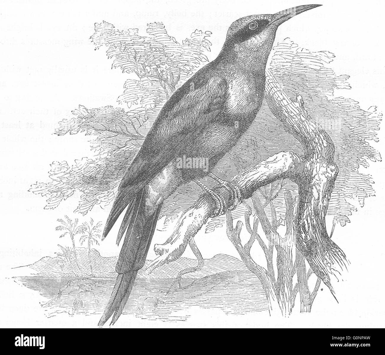 Vögel: Searcher: Licht-Schnabel: Bee-Wolf, antiken print c1870 Stockfoto