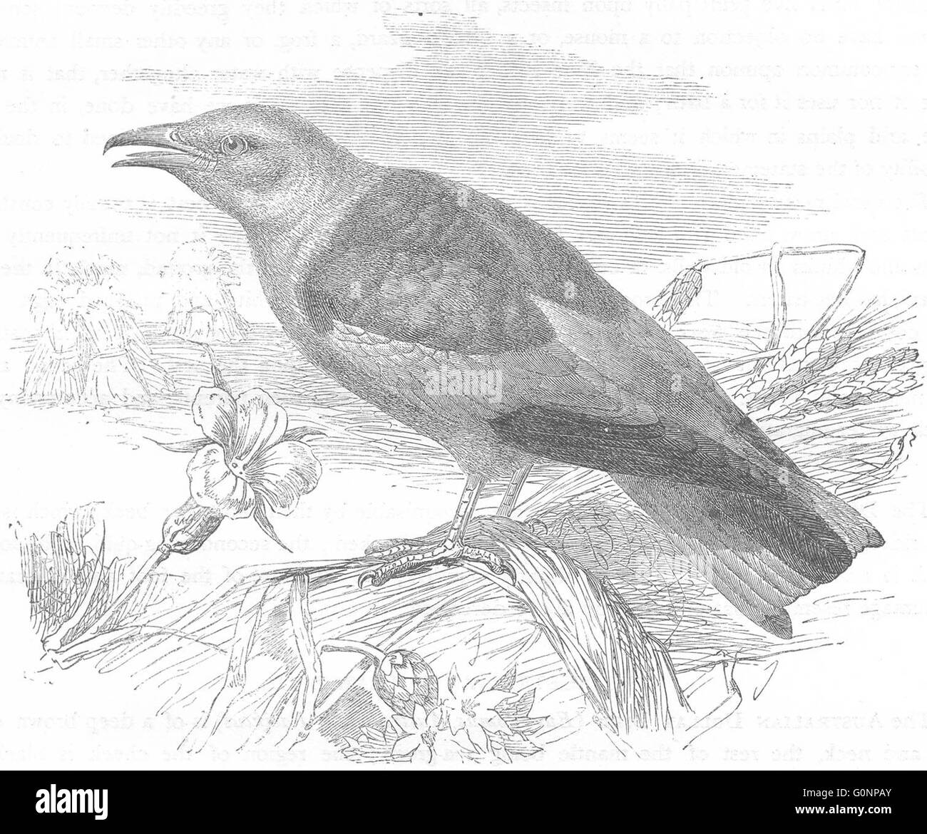 Vögel: Searcher: Licht-Schnabel: Blue Roller, antiken print c1870 Stockfoto