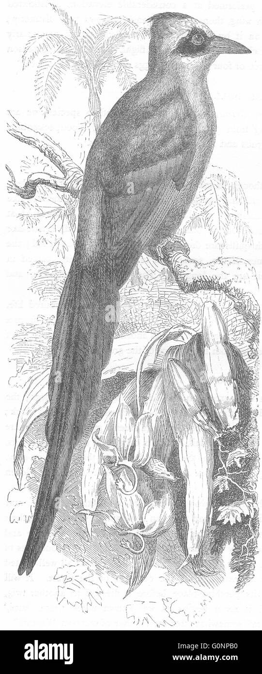 Vögel: Searcher: Licht-Schnabel: Mot, antiken print c1870 Stockfoto