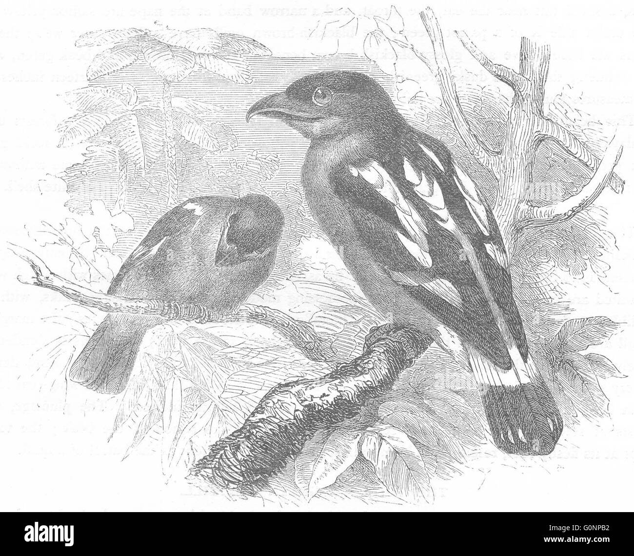 JAVA: Searcher: Licht-Schnabel: breit-Hals, antiken print c1870 Stockfoto