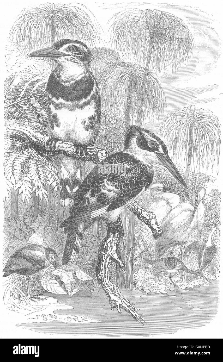 Vögel: Searcher: Kingfisher: grau, antiken print c1870 Stockfoto