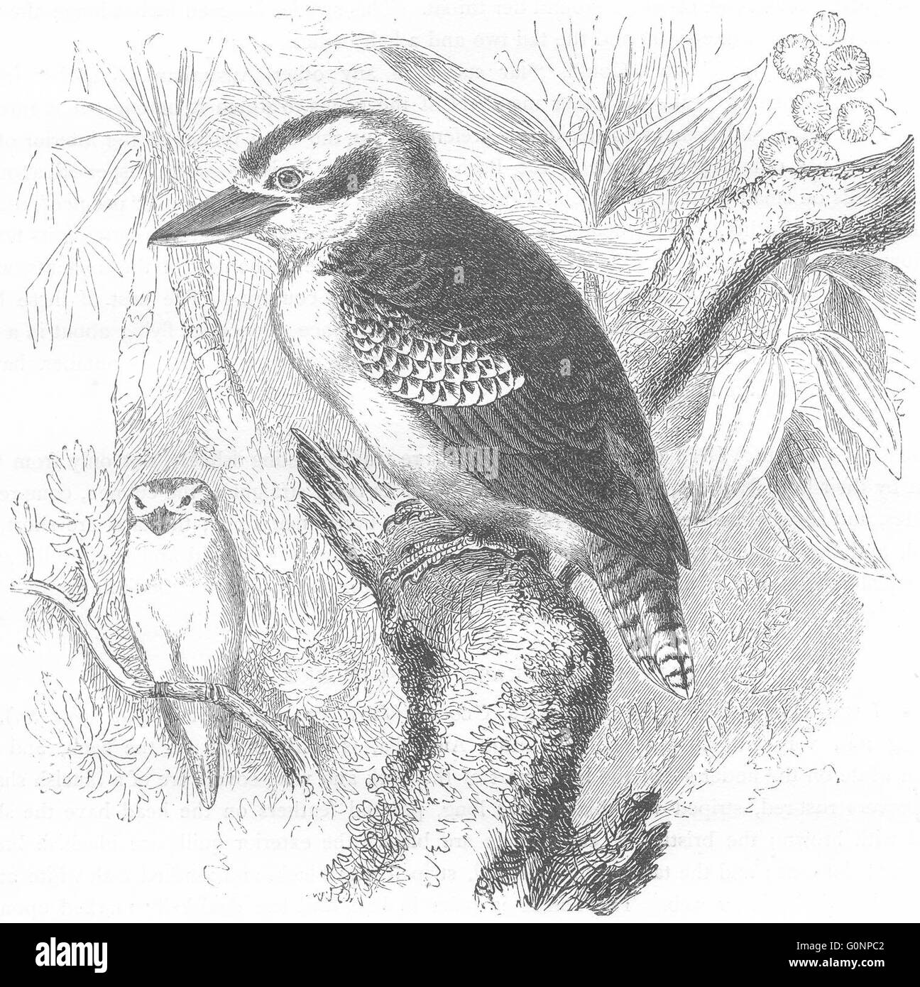 Vögel: Searcher: Alcyons: Laughing Jackass, antiken print c1870 Stockfoto