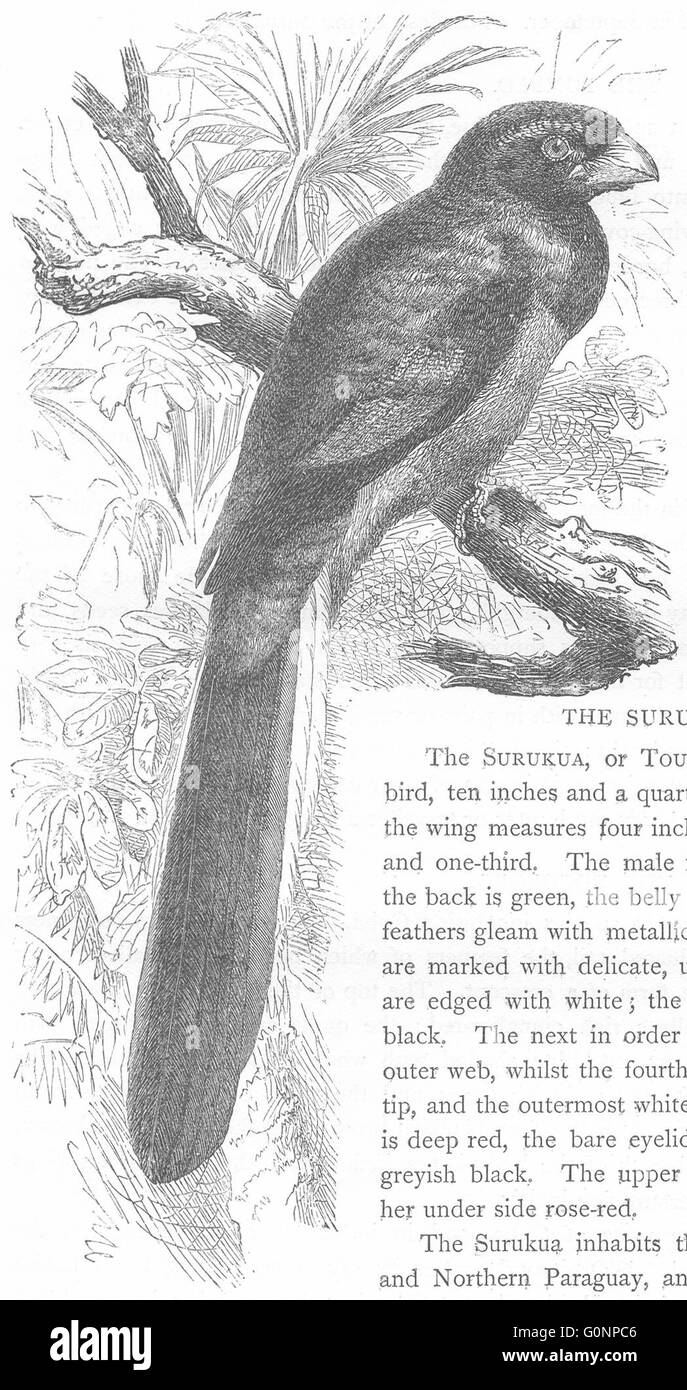 Vögel: Searcher: Bucco: Narina, antiken print c1870 Stockfoto