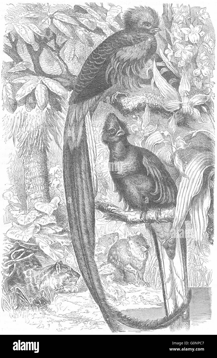 Vögel: Searcher: Bucco: Quesals, prächtige Trogons, antique print c1870 Stockfoto