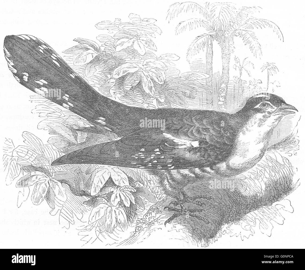 Vögel: Searcher: Kuckuck: Didrik, Golden, antiken print c1870 Stockfoto