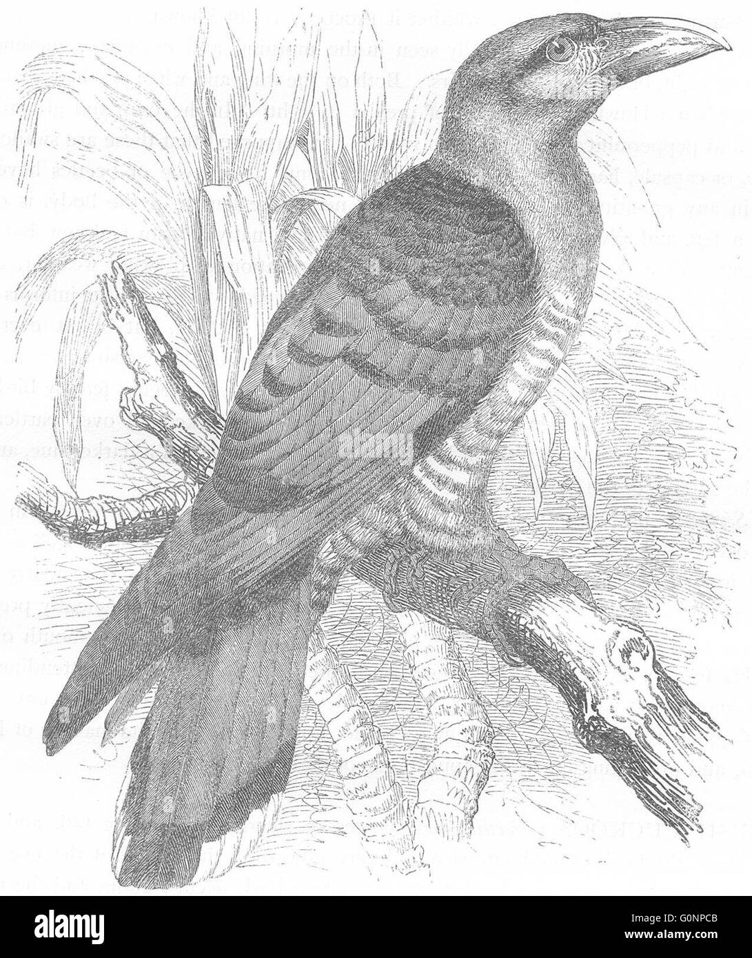 Vögel: Searcher: Kuckuck: Riese, Kanal-Bill, antiken print c1870 Stockfoto