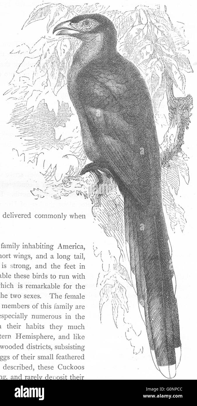 Vögel: Searcher: Kuckuck: Kokil, Green-Billed Malkoha, antike print c1870 Stockfoto