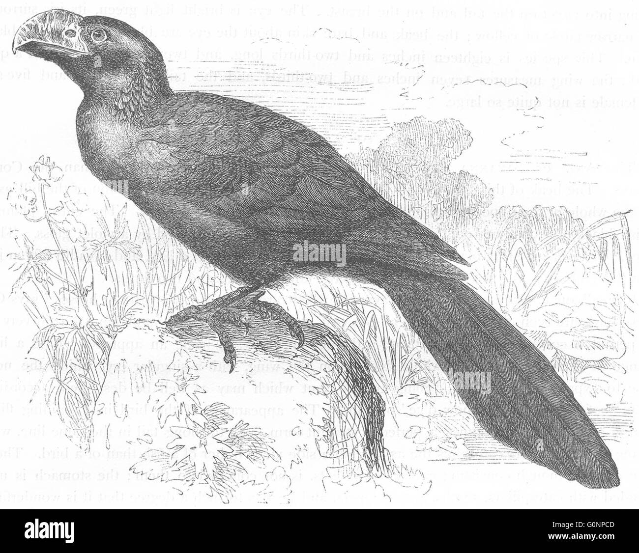 Vögel: Searcher: Kuckuck: Ani, Savanna Amsel, antiken print c1870 Stockfoto