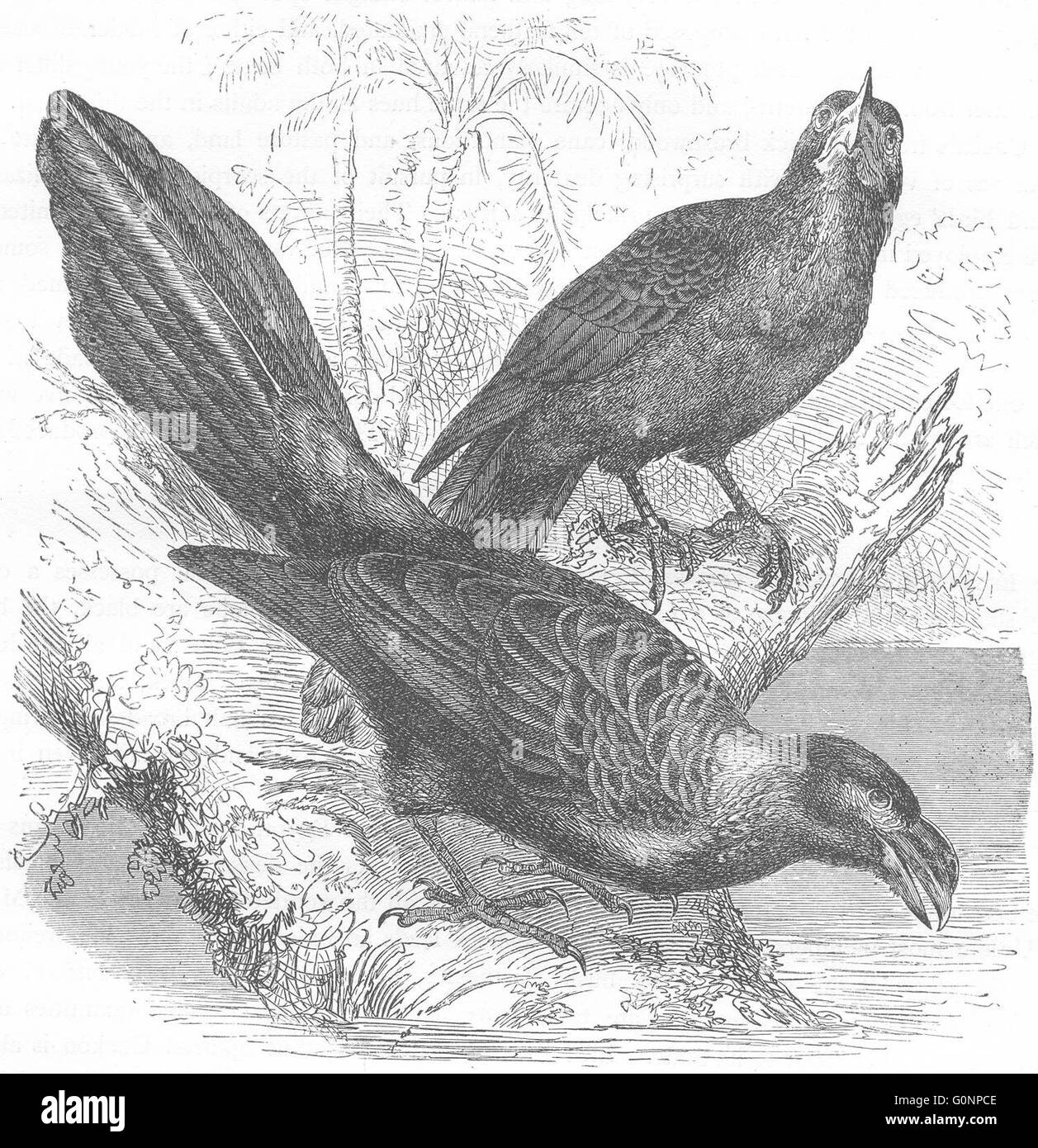 Vögel: Searcher: Kuckuck: faltig Schnabel Tick-Esser, antiken print c1870 Stockfoto