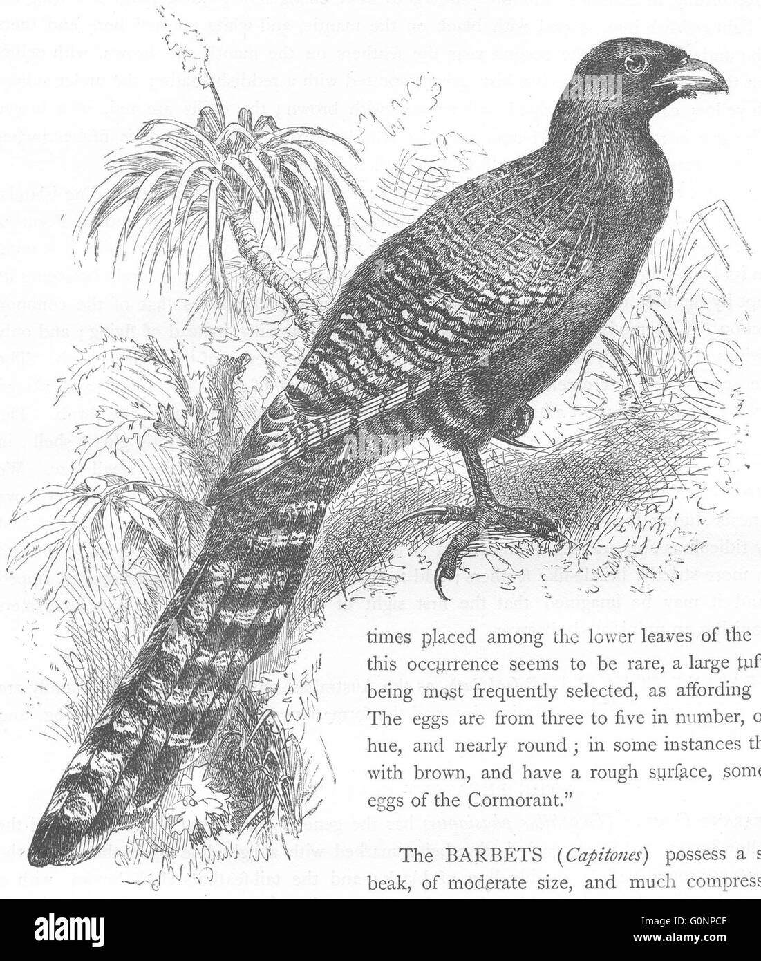 Vögel: Searcher: Kuckuck: Fasan erholsam, antiken print c1870 Stockfoto