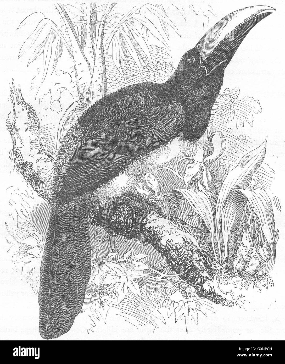 Vögel: Searcher: Hornbill: Flusses, antiken print c1870 Stockfoto