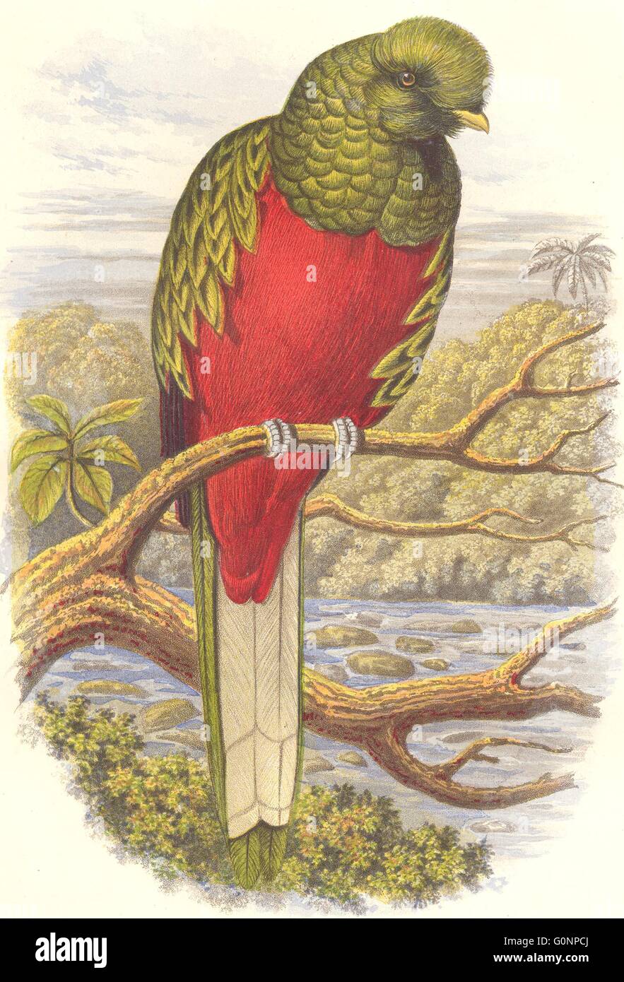 Vögel: Searcher: Hornbill: schöne Trogon, antiken print c1870 Stockfoto
