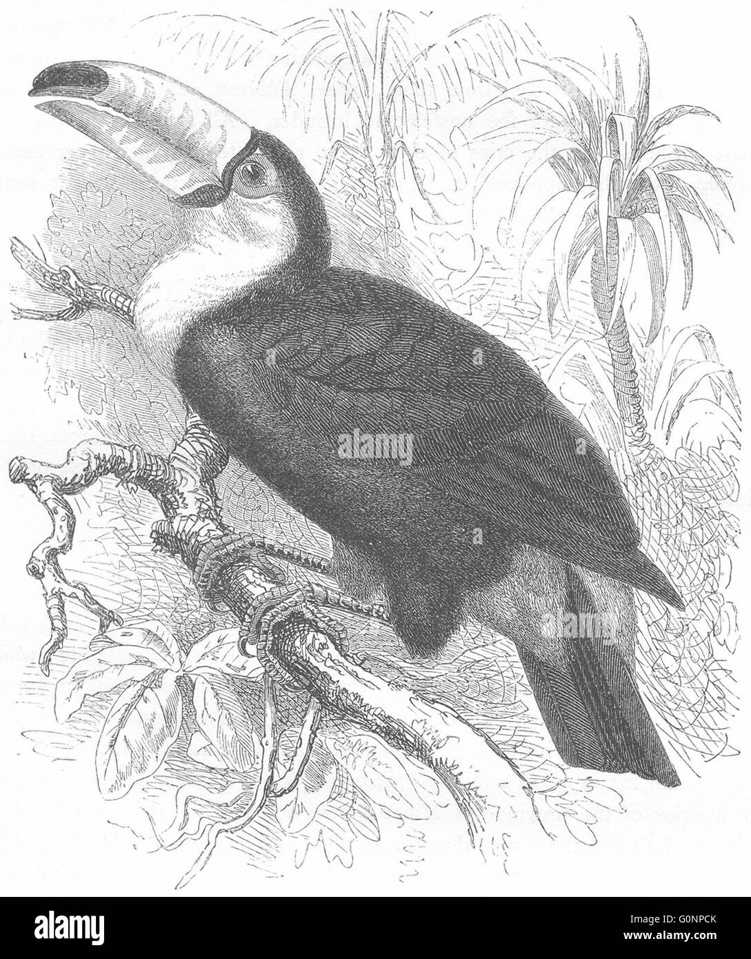 Vögel: Searcher: Hornbill: Riesentukan, antiken print c1870 Stockfoto