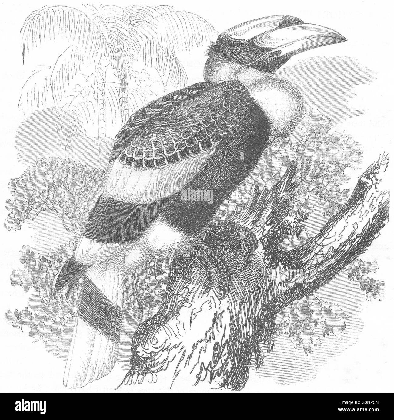 Vögel: Searcher: Hornbill: Homray, antike print c1870 Stockfoto