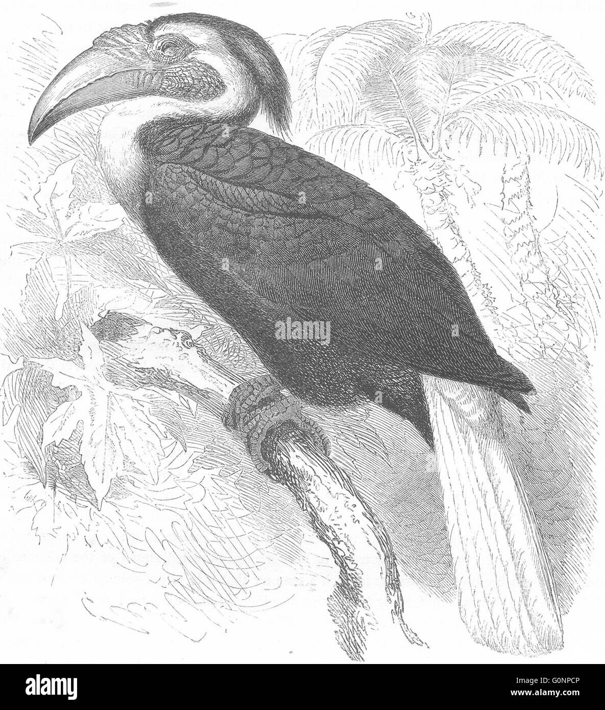 Vögel: Searcher: Hornbill: Djolan, Jahr Vogel, antiken print c1870 Stockfoto