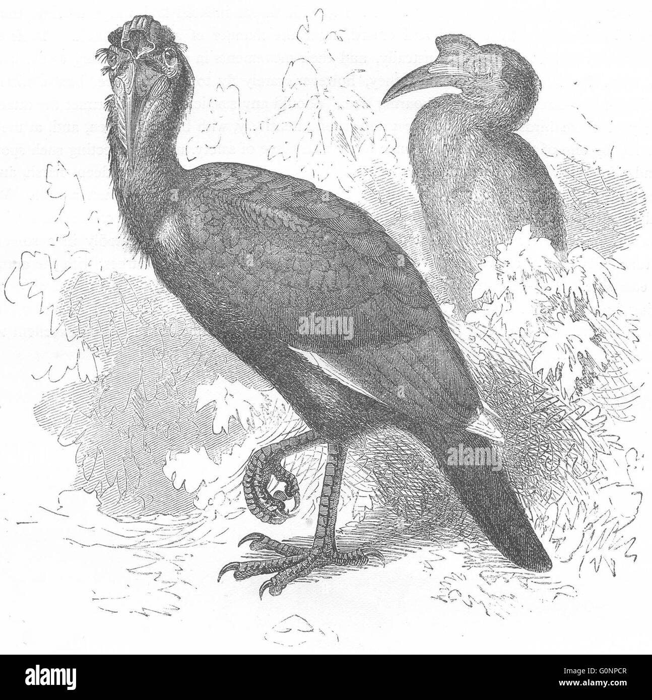 Vögel: Searcher: Hornbill: Abbagamba, Abessinier, antiken print c1870 Stockfoto