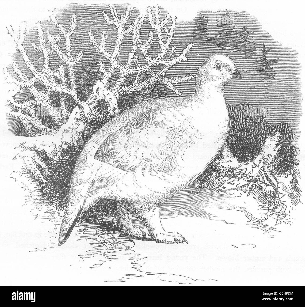 HÜHNERARTIGEN PTARMIGAN: Alpine, Winter Gefieder, antiken print c1870 Stockfoto