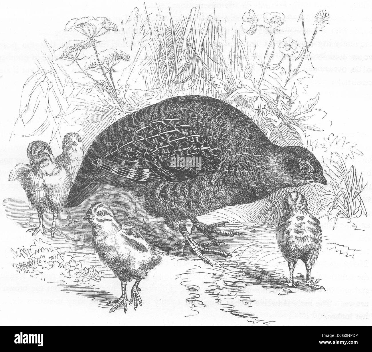 Vögel: Hühnerartigen Vogel: Rebhuhn: gemeinsame, antiken print c1870 Stockfoto