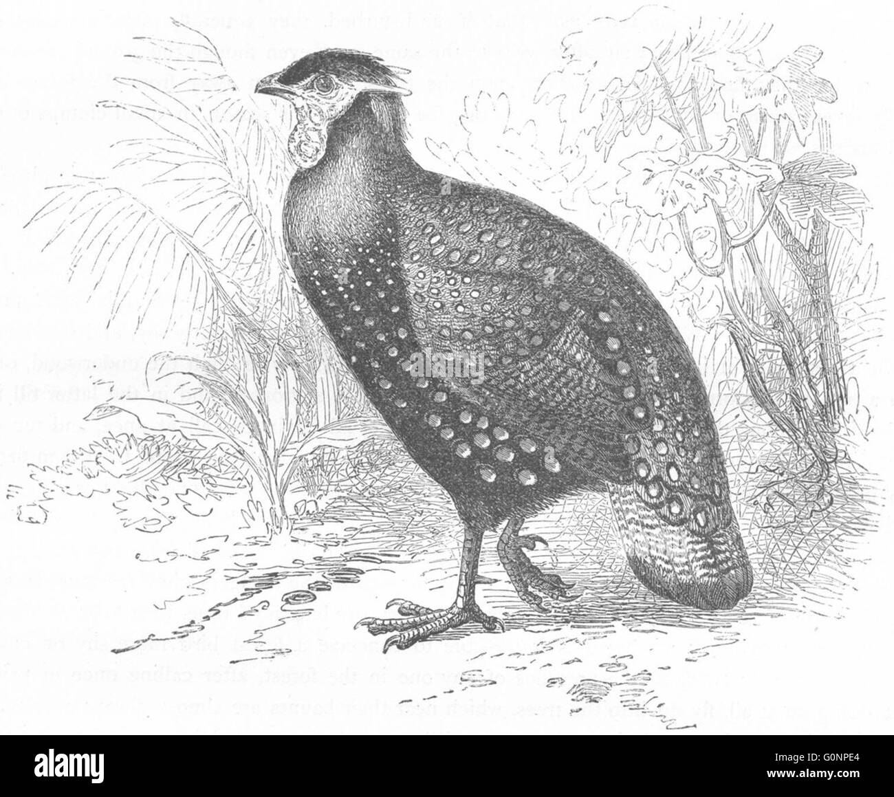 SIKKIM: Hühnerartigen Phasianidae: gehörnte Fasan, antique print c1870 Stockfoto