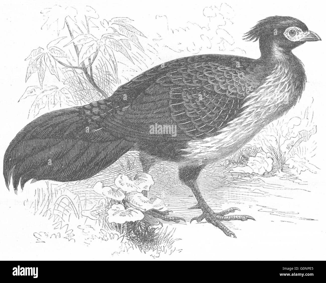 HÜHNERARTIGEN PHASIANIDAE: Kaleege, Black Fasan, antiken print c1870 Stockfoto