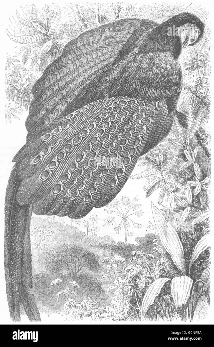 Vögel: Phasianidae: Argus Fasan, Kuau, antike print c1870 Stockfoto