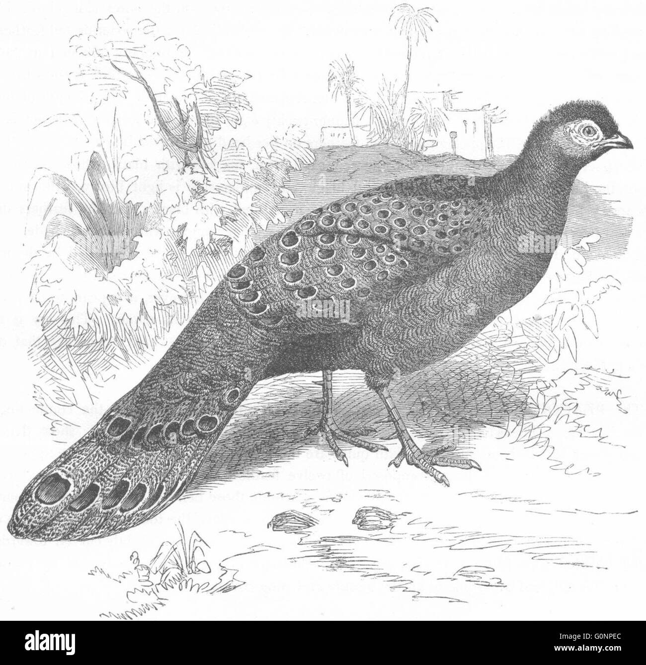 PHASIANIDAE: Chinquis, Assam Pfau Fasan, antiken print c1870 Stockfoto