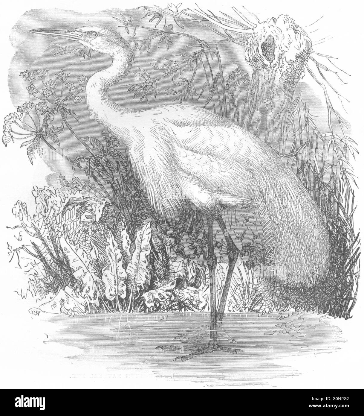 Vögel: Stelzenläufer-Walker: Heron: Great White, antiken print c1870 Stockfoto