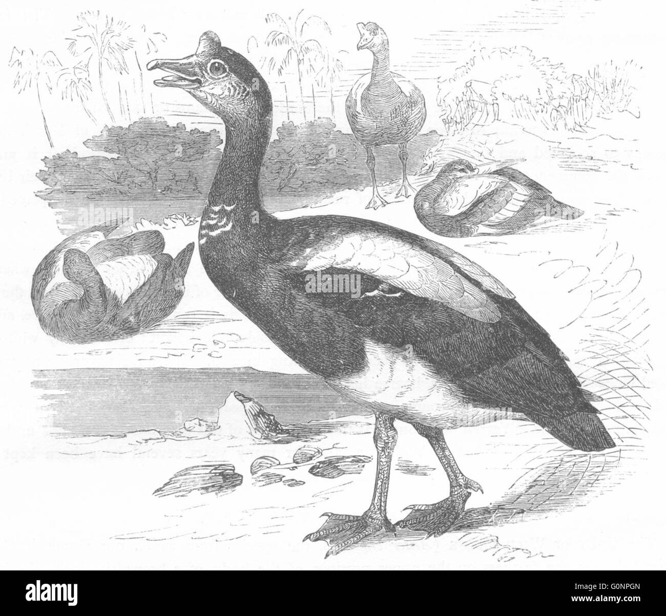 Vögel: Schwimmer: Gans: Sporn-Winged, antike print c1870 Stockfoto