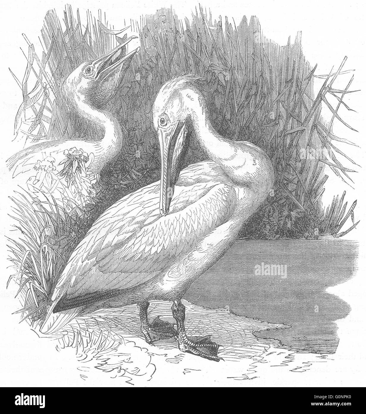 Vögel: Meer-Flieger: Pelikan, antique print c1870 Stockfoto
