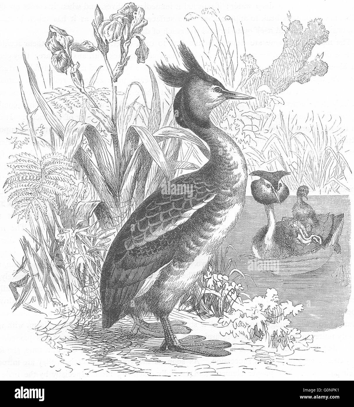 Vögel: Taucher: Grebe: Crested, antike print c1870 Stockfoto
