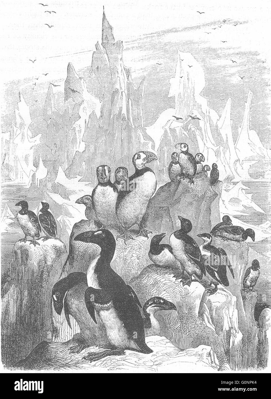 Vögel: Taucher: Stariki: eine Assemblage von Alken, antiken print c1870 Stockfoto