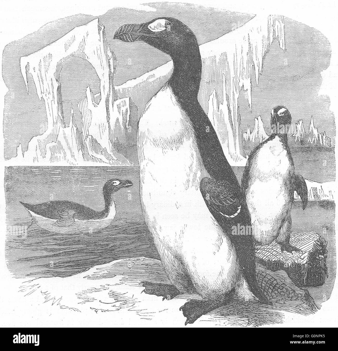 Vögel: Taucher: Stariki: Riesenalk, riesigen Pinguin, antiken print c1870 Stockfoto